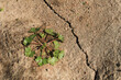 Drought dry lack water grass flower crack soil sun
