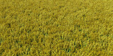Fototapeta Niebo - agriculture rapeseed field