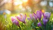 Vibrant purple tulips bloom amidst lush greenery, their petals gently kissed by the warm, golden rays of a spring sunset, heralding the season's joyous rebirth