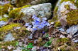 Closeup of beautiful blue Hepatica and dry leafs