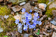 Closeup of beautiful blue Hepatica and dry leafs