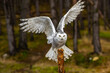Snowy owls Bubo scandiacus is a monotypical species of owl in the family Strigidae.