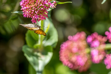 Wall Mural - Orange butterfly (lpararge aegeria tircis) foraging on centrenthus flowers