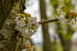 white cherry blossoms on a tree in spring