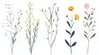 Delicate flowers stems set. Field herbs spring meadow