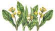 Detailed botanical drawing of plantain with yellow flat