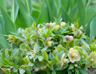 Wall Mural - Young flowering hellebore bush in spring on blurred background, selective focus. High quality photo