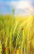 Natural green background and crawling ladybugs in sunlight with beautiful bokeh. Lush wheat .Copy space.