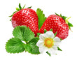 Strawberries with green leaf and flowers, isolated. PNG.