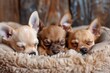 Closeup of three cute chihuahua puppies lying in a dog bed resting together Emotional portrait of pets