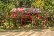 Poinsettia plants near Muang Ngoi Neua village, Laos