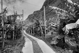 Fototapeta  - plantacja bananów