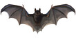 bat vector png
