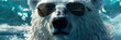 Funny polar bear wearing sunglasses in studio with a colorful and bright background and  Polar bear wearing sunglasses .