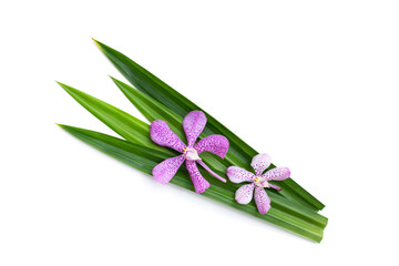 Wall Mural - Orchid with green pandan leaves on white background.