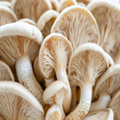Mushrooms in medicine offer natural remedies, providing benefits such as immune support, anti-inflammatory properties, and potential cancer-fighting abilities.