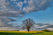 Oak tree by a dirt road against the background of colorful fields in spring;