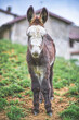 A small donkey near rural houses