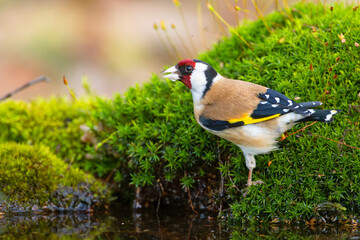 Wall Mural - szczygieł (Carduelis carduelis)