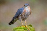 Fototapeta  - krogulec (Accipiter nisus)