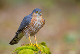 Fototapeta  - krogulec (Accipiter nisus)