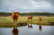 Highland cow mother with her two little calf on the salt marsh with lake in front and reflection during cloudy day at st. peter ording, north sea, germany, horizontal shot