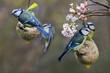 Blaumeise (Cyanistes caeruleus) am Vogelfutter im Garten 