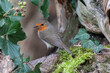 Rotkehlchen (Erithacus rubecula) Singvogel im Garten 