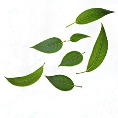 Wall Mural - Green Leaves in Flight on a White Background