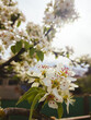 Nahaufnahme von Blüten an einem Birnenbaum. Frühling, Natur.