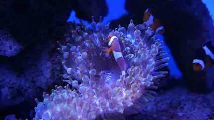 Wall Mural - Sea anemone in fish tank.