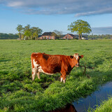 Fototapeta Konie - cow in green grassy spring meadow in warm early morning sunlight with farm in the background
