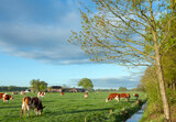 Fototapeta Konie - cows in green grassy spring meadow in warm early morning sunlight with farm in the background