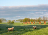 Fototapeta Konie - sheep in early morning meadow with willow trees near utrecht in the netherlands