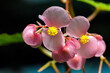 Eisbegonien (Begonia semperflorens), pink Blüten, Deutschland