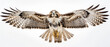 Majestic full body golden hawk eagle bird flying spreading its beautiful wings isolated on white background created with Generative AI Technology