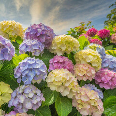 hydrangea garden