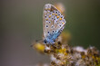 Polyommatus Icarus Insekt Schmetterling Bläuling  auf Pflanze sitzend mit geschlossenen Flügeln halbfrontal Makro Fotografiert