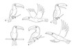 Toucan one Continuous line drawing icon set. Line art of toucan bird. Toucan icon minimalist pack. Vector illustration