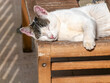 A young white gray cat sleeping on a wooden table.