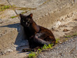 A truly relaxed stray black cat enjoys the warm sun laying on the sidewalk..