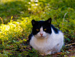 A black and white cute stray cat in a green meadow with scenic sun spots in the background.
