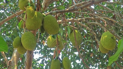 Wall Mural - green jackfruit