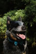 A close-up portrait of an Australian cattle dog in a spring park. A happy beautiful grey spotted purebred dog with red cheeks. Blue Heeler with blue bow tie.