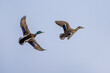 Pair of of Mallard, Anas platyrhynchos, bird in flight over spring lake