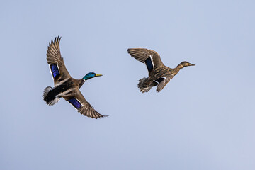 Sticker - Pair of of Mallard, Anas platyrhynchos, bird in flight over spring lake