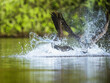Canada Goose, Branta canadensis, geese in a water fight.