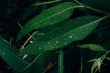Fototapeta Sawanna - Eucalyptus leaves. branch eucalyptus tree nature background