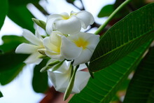 The Kamboja Flower Is A Group Of Plants In The Genus Plumeria. The Shape Is A Small Tree With Sparse But Thick Leaves. White Frangipani. 