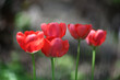 Red tulip flowers close up. Nature photography